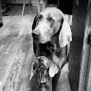 Meet your Posher, Kara